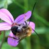 Eucera sp.